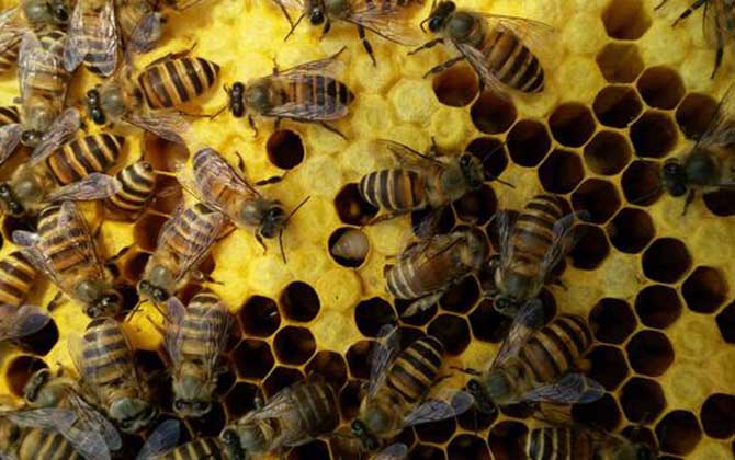 蜜蜂養殖