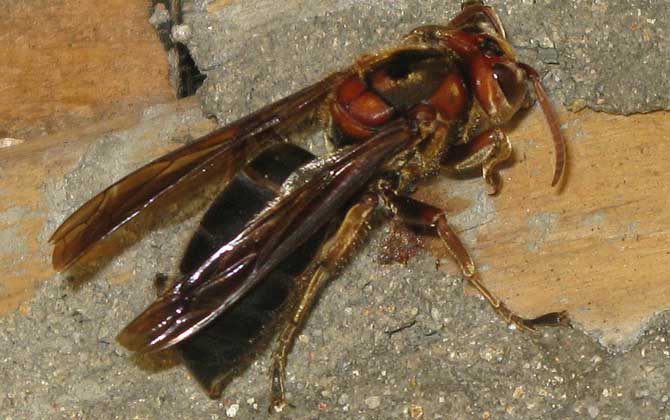 世界上最毒的蜂排名,尤其是前三種蜂,經常有蜇人致死的報道! 黑絨胡蜂