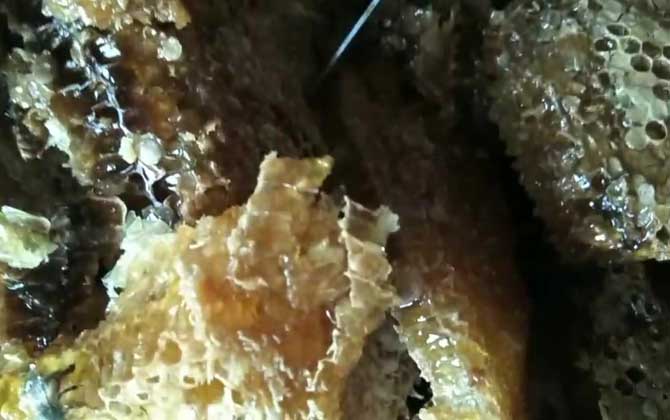 土蜂蜜的作用與功效有哪些?經(jīng)常喝土蜂蜜,這7個好處跑不了! 土蜂蜜