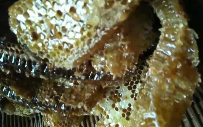 土蜂蜜的作用與功效有哪些?經(jīng)常喝土蜂蜜,這7個好處跑不了! 土蜂蜜