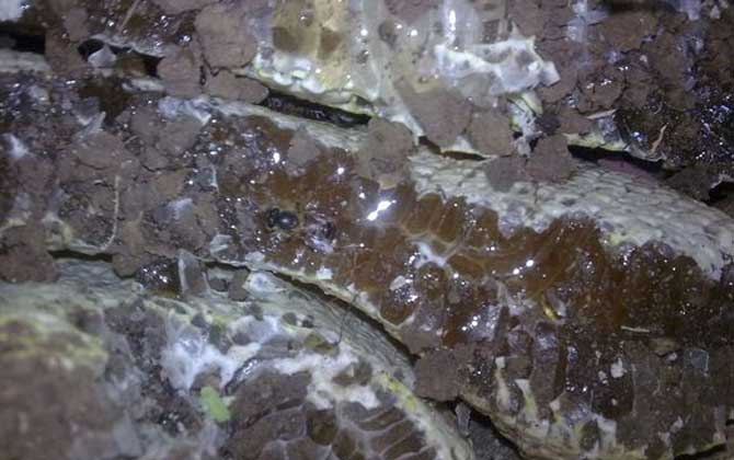 土蜂蜜的作用與功效有哪些?經(jīng)常喝土蜂蜜,這7個好處跑不了! 土蜂蜜