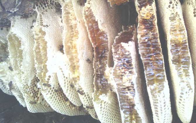 土蜂蜜的作用與功效有哪些?經(jīng)常喝土蜂蜜,這7個好處跑不了! 土蜂蜜