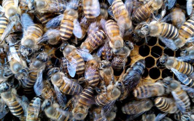 土蜂是什么蜂種?實際上是中華蜜蜂(中蜂),我國獨有的本土蜂種! 土蜂