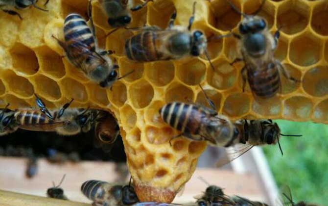 王臺封蓋后幾天出新王?大致需要8天,新王從卵到蜂一共要16天! 王臺