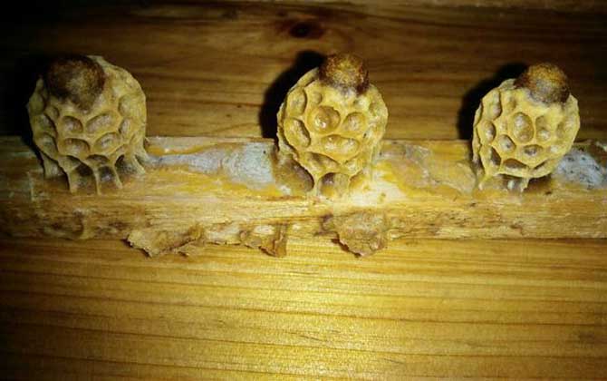 王臺封蓋后幾天出新王?大致需要8天,新王從卵到蜂一共要16天! 王臺