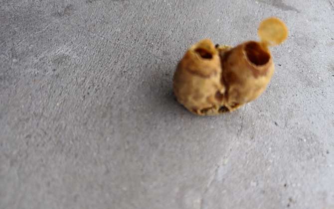 王臺封蓋后幾天出新王?大致需要8天,新王從卵到蜂一共要16天! 王臺