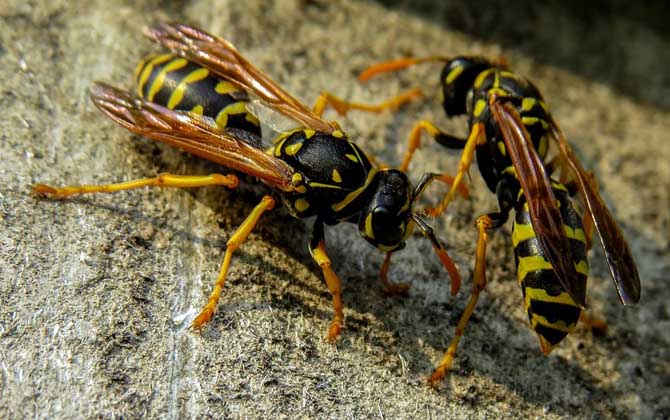 為什么家里招馬蜂?三個原因,一是迷巢,二是覓食,三是有蜂巢! 馬蜂