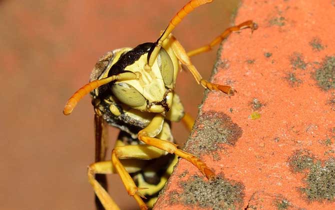 為什么家里招馬蜂?三個原因,一是迷巢,二是覓食,三是有蜂巢! 馬蜂