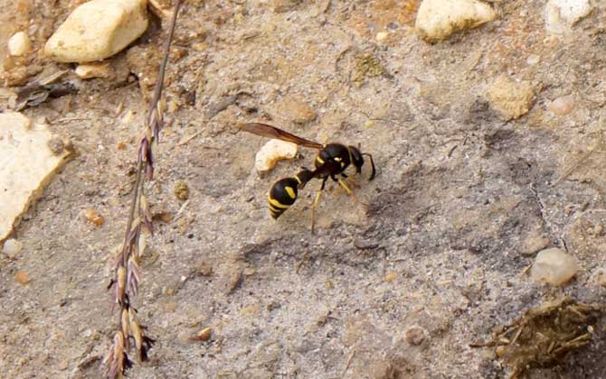 為什么家里招馬蜂?三個原因,一是迷巢,二是覓食,三是有蜂巢! 馬蜂