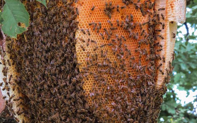 養蜂技術有哪些?掌握這10種養蜂技術,養蜂時方能做到得心應手! 養蜂