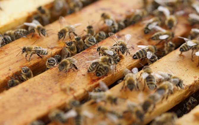 養蜂技術有哪些?掌握這10種養蜂技術,養蜂時方能做到得心應手! 養蜂