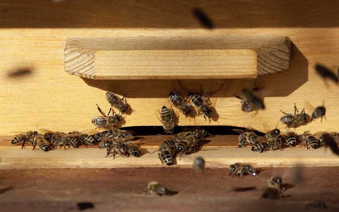 養蜂技術有哪些?掌握這10種養蜂技術,養蜂時方能做到得心應手! 養蜂