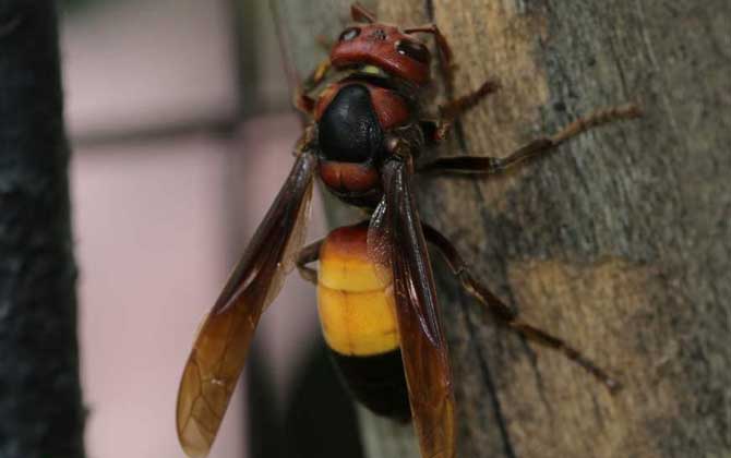 虎頭蜂蟄了找不到刺怎么辦?不必擔心,虎頭蜂蟄人一般不會有刺! 虎頭蜂
