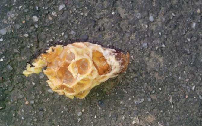 中蜂王臺多久看一次?阻止分蜂1周看一次,若要分蜂3天看一次! 王臺