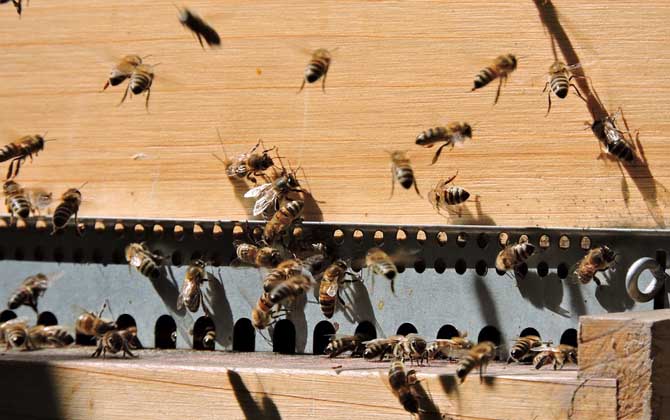 一箱蜂一年能分幾箱?沒有固定的答案,主要取決于分蜂方式! 蜜蜂