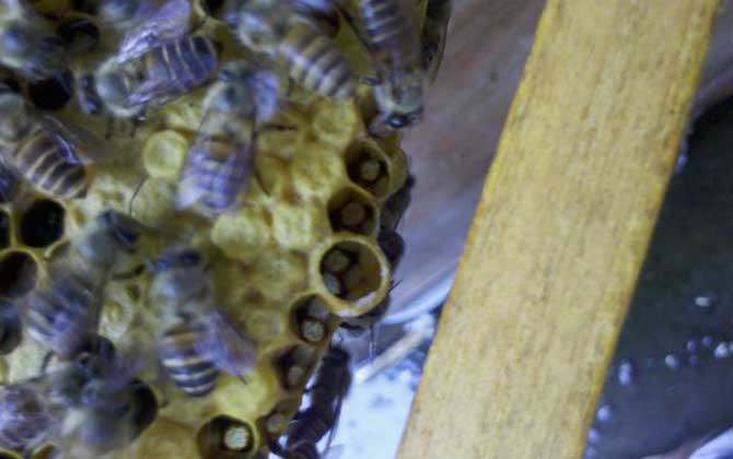 中蜂介王最快方法,有兩種,直接介王速度快,間接介王更安全! 蜂王