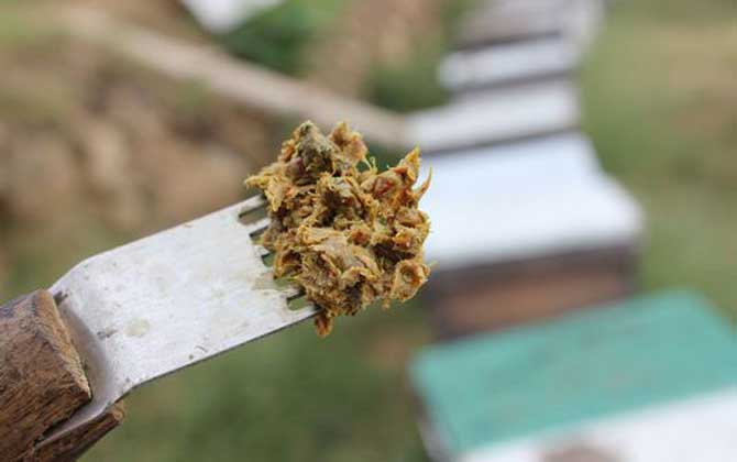 蜂膠在蜂巢里的圖片及位置,覆蓋和覆布上最多,箱體內壁也有! 蜂膠