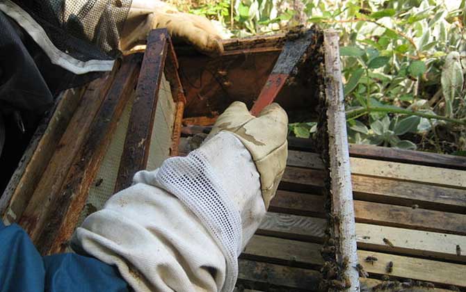 蜂膠在蜂巢里的圖片及位置,覆蓋和覆布上最多,箱體內壁也有! 蜂膠