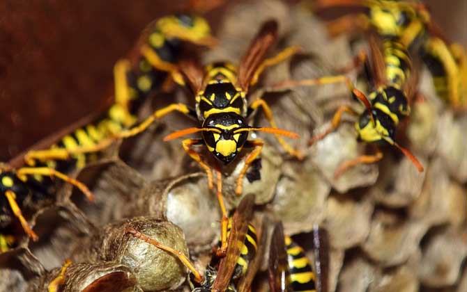 蜂房外用壯陽是真的?有一定的輔助效果,但亂用容易發生過敏! 蜂房