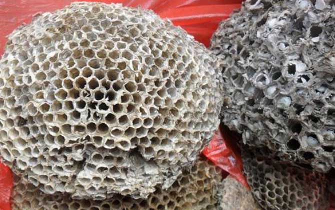 蜂房外用壯陽是真的?有一定的輔助效果,但亂用容易發生過敏! 蜂房