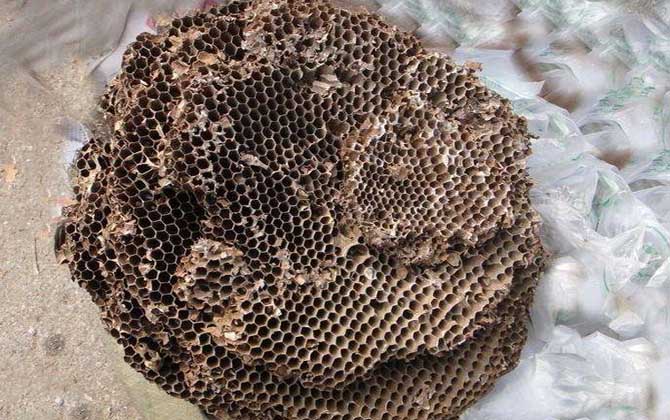 蜂房外用壯陽是真的?有一定的輔助效果,但亂用容易發生過敏! 蜂房