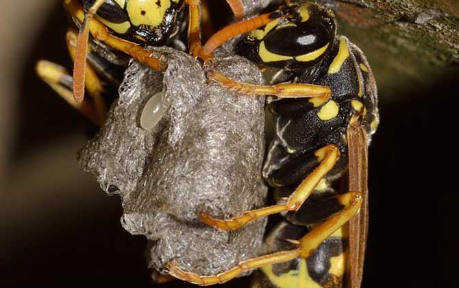 蜂房有壯陽的功效與作用嗎?有一定的效果,但尚未得到證實! 蜂房