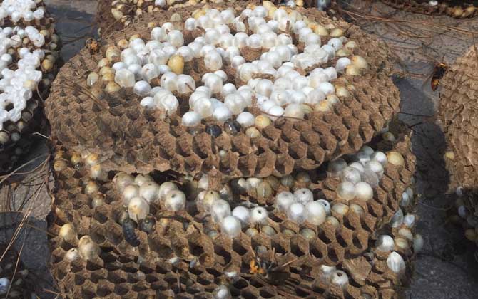 女人吃蜂蛹的功效與作用,不但能增強體質,而且還能美容養顏! 蜂蛹