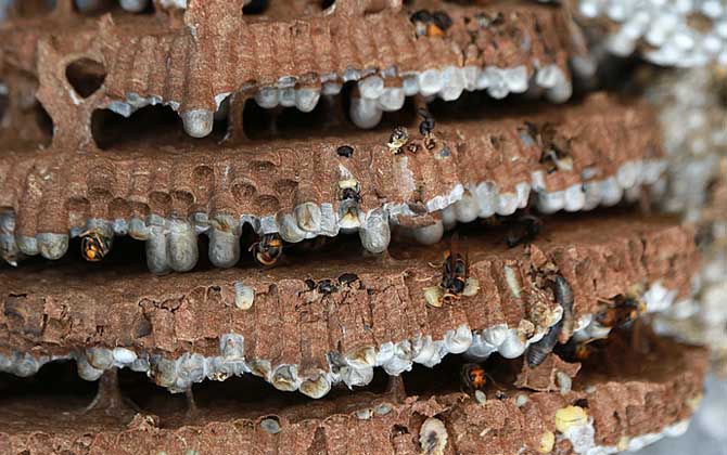 女人吃蜂蛹的功效與作用,不但能增強體質,而且還能美容養顏! 蜂蛹