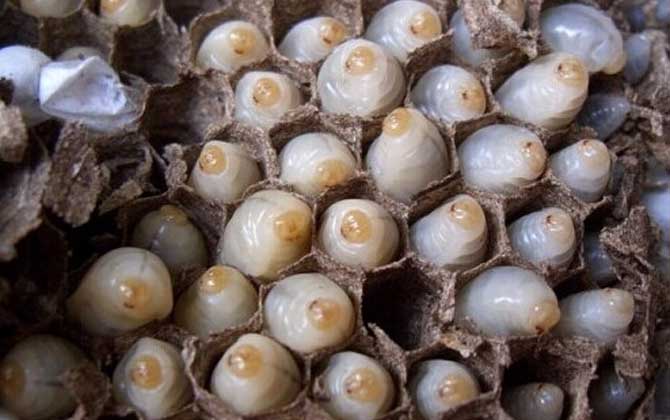 女人吃蜂蛹的功效與作用,不但能增強體質,而且還能美容養顏! 蜂蛹