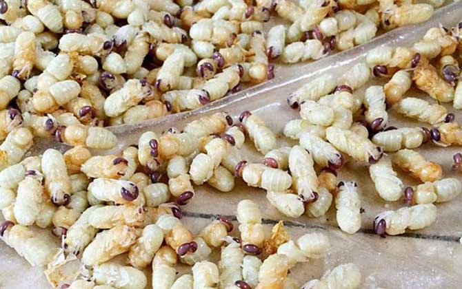 雄蜂蛹哪里有賣的?比較少見,少數大型養蜂場會培育雄蜂蛹! 雄蜂蛹