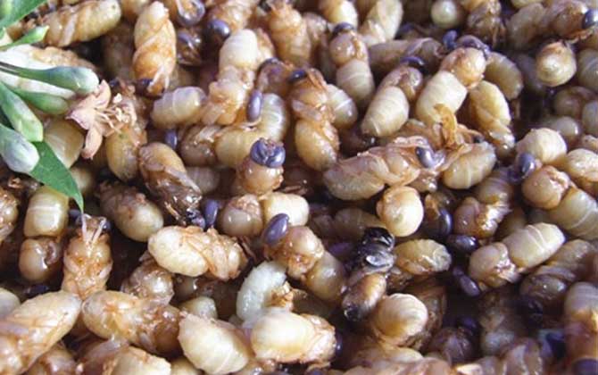 蜂蛹一次吃幾個(gè)最好?沒有具體的個(gè)數(shù),但絕對不能過量食用! 蜂蛹