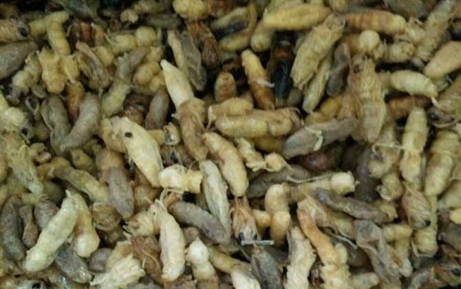 蜂蛹一次吃幾個(gè)最好?沒有具體的個(gè)數(shù),但絕對不能過量食用! 蜂蛹