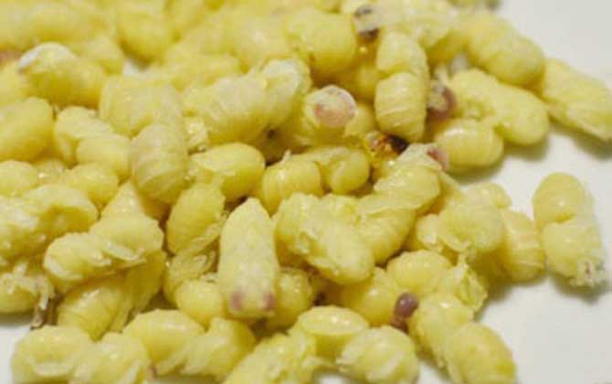 蜂蛹一次吃幾個(gè)最好?沒有具體的個(gè)數(shù),但絕對不能過量食用! 蜂蛹