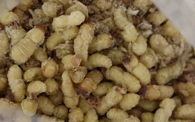 蜂蛹一次吃幾個(gè)最好?沒有具體的個(gè)數(shù),但絕對不能過量食用! 蜂蛹