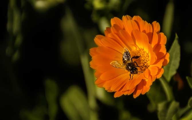 工蜂有哪些特點和作用? 工蜂
