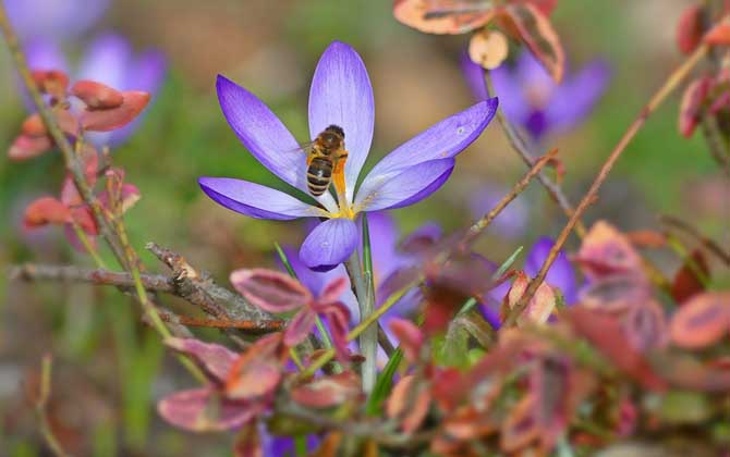 工蜂有哪些特點和作用? 工蜂