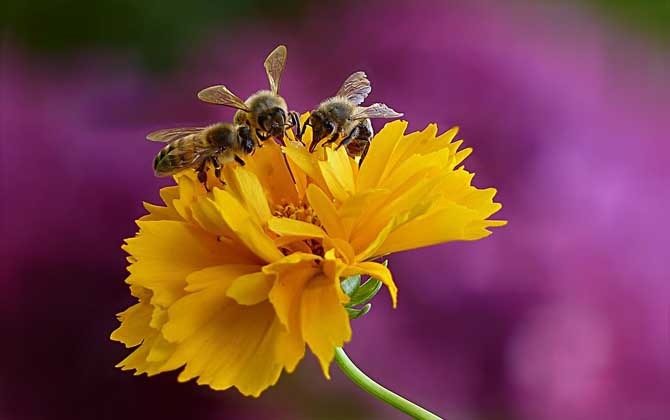 工蜂有哪些特點和作用? 工蜂