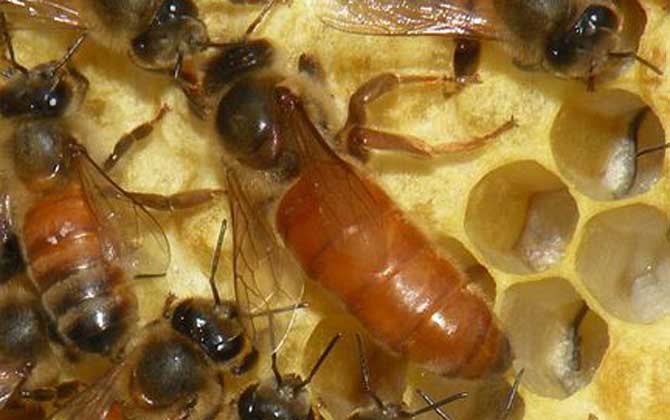 蜂王有哪些特點和作用? 蜂王