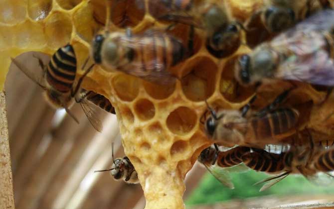 蜜蜂王臺在什么位置? 蜜蜂王臺