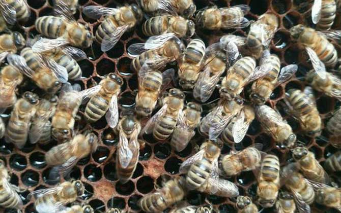 蜜蜂換王的簡(jiǎn)單方法 換王