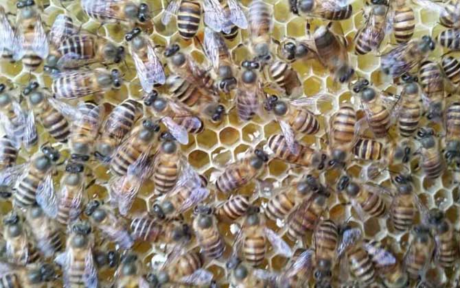 蜜蜂換王的簡(jiǎn)單方法 換王