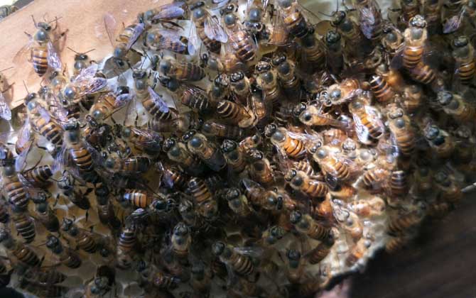 蜜蜂換王的簡(jiǎn)單方法 換王