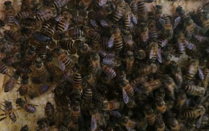 蜜蜂換王的簡(jiǎn)單方法 換王