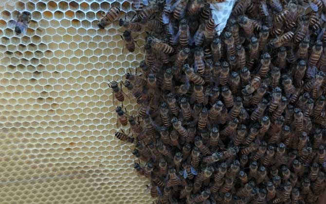 蜜蜂換王的簡(jiǎn)單方法 換王