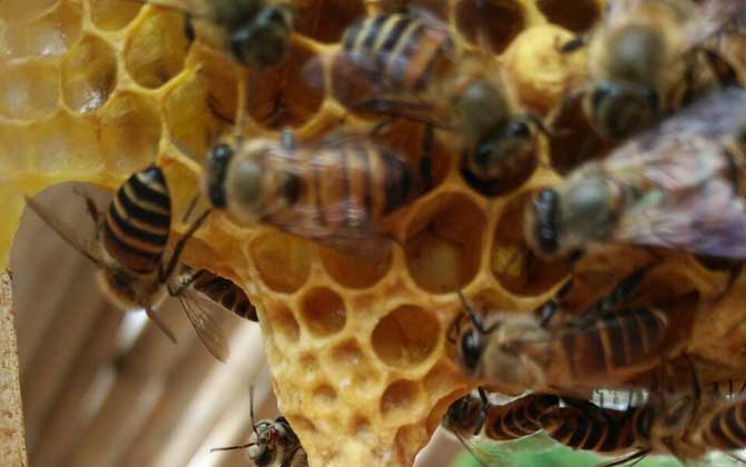 養蜂換王有什么好處? 換王