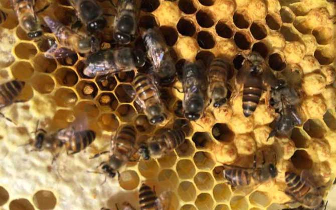 養蜂什么時候換王最好? 換王