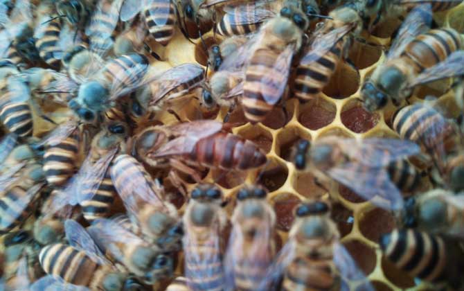 養蜂什么時候換王最好? 換王