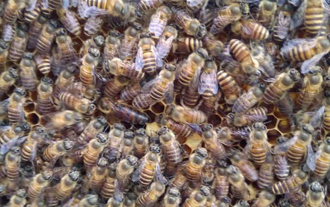 養蜂什么時候換王最好? 換王