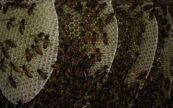 養蜂什么時候換王最好? 換王