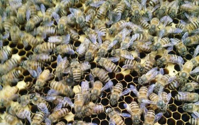 蜂群怎么合并不打架? 蜂群合并